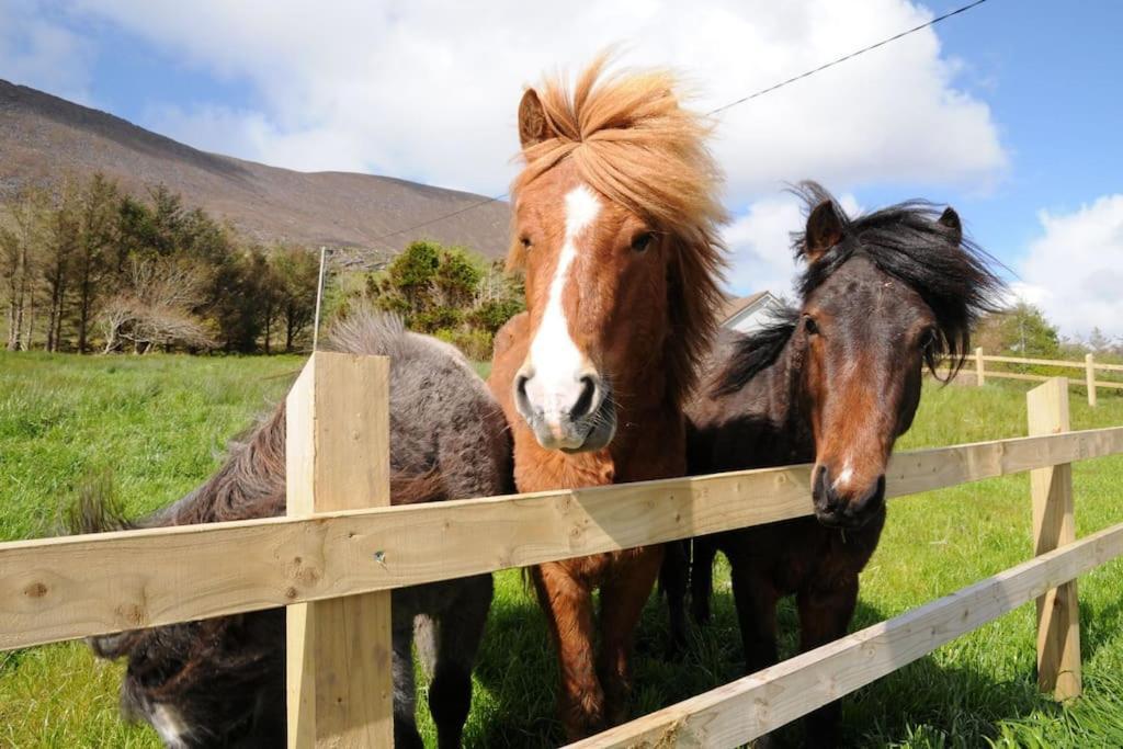 Cottage Skelligs Coast, Ring Of Kerry Кэрсивин Экстерьер фото